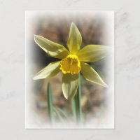 Carte postale Daffodique