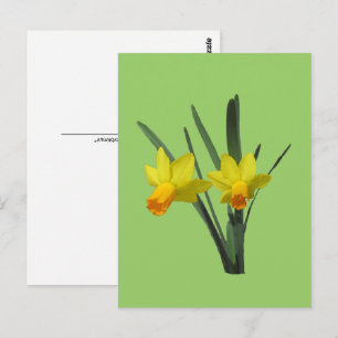 Carte postale - Daffodique