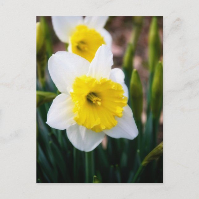 Carte Postale Daffodique blanc (Devant)