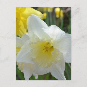 Carte Postale Daffodique blanc avec centre jaune