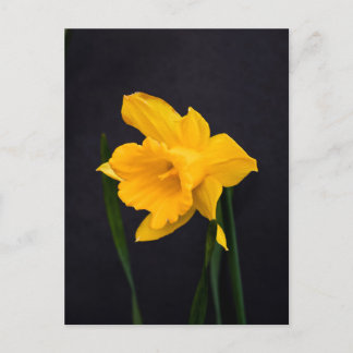 Carte Postale Daffodique jaune