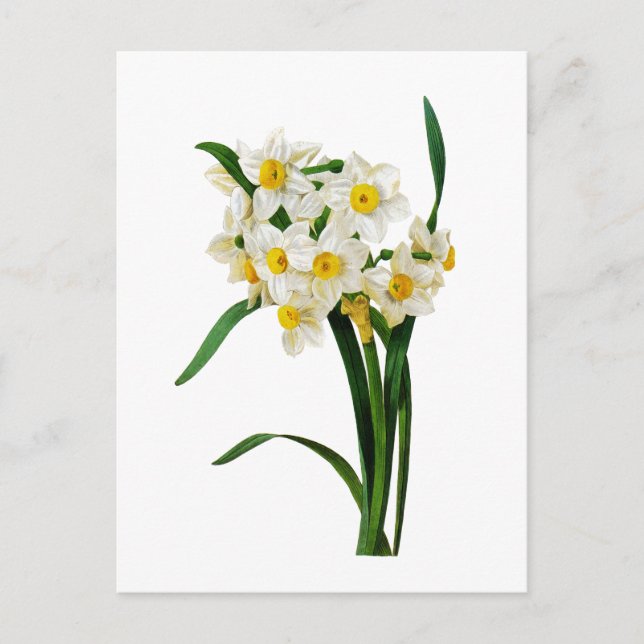 Carte Postale Daffodique ou Narcisse Par Pierre Joseph Redoute (Devant)