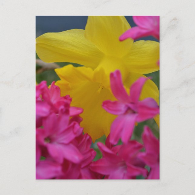 Carte Postale daffodique timide (Devant)