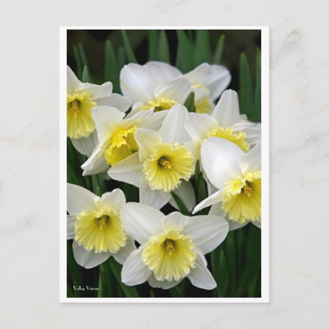 Carte Postale Daffodiques (Devant)
