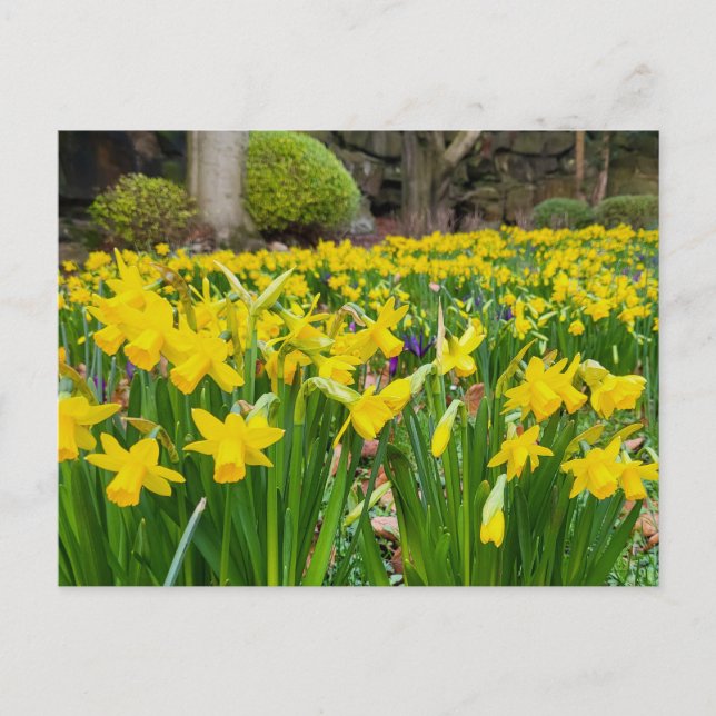 Carte Postale Daffodiques (Devant)