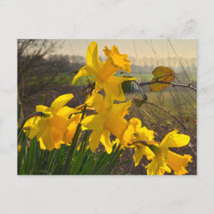 Carte Postale Daffodiques