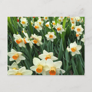 Carte Postale Daffodiques