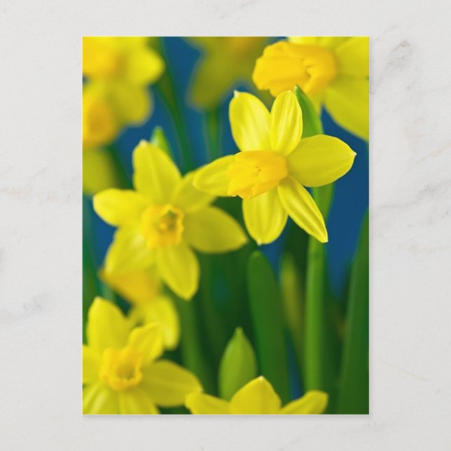 Carte postale Daffodiques (Devant)