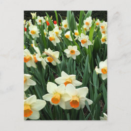 Carte Postale Daffodiques