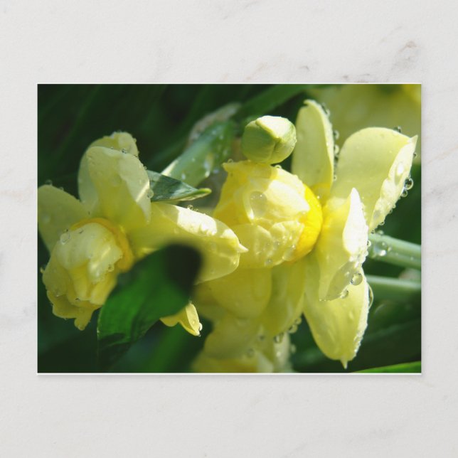 Carte Postale Daffodiques avec gouttelettes d'eau (Devant)