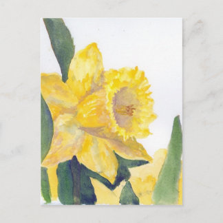 Carte Postale Daffodiques de printemps