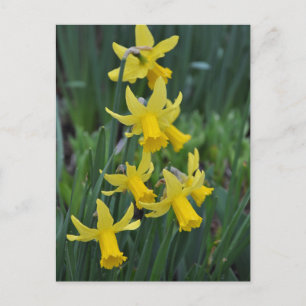 Carte Postale Daffodiques de printemps
