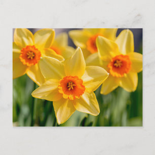 Carte Postale Daffodiques de printemps