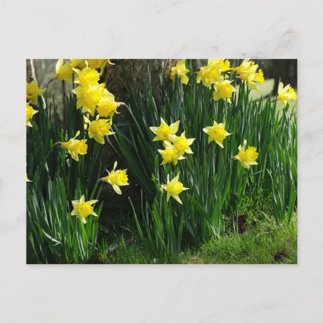 Carte Postale Daffodiques de printemps (Devant)