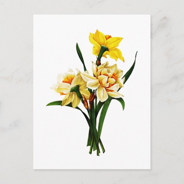 Carte Postale Daffodiques ou Narcisse Par Pierre Joseph Redoute (Devant)