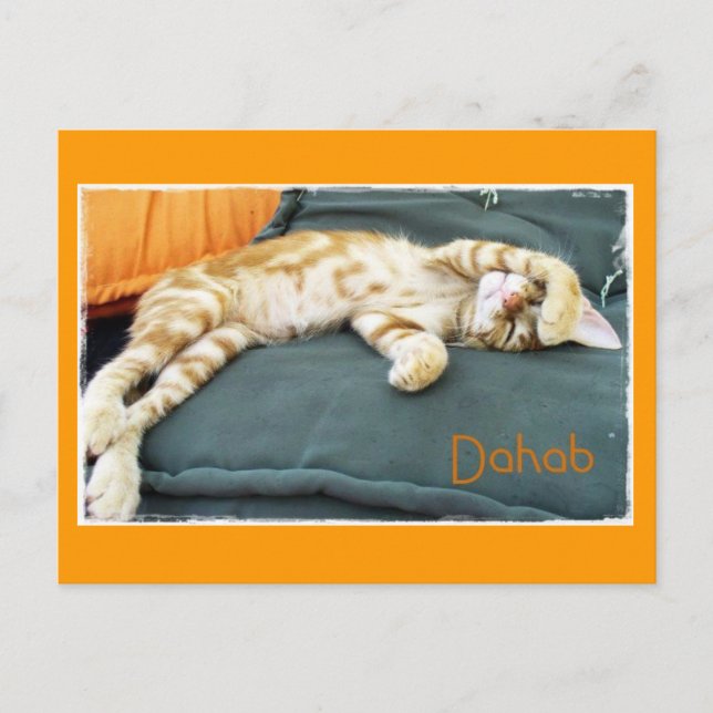 Carte postale Dahab Cat Daze (Devant)