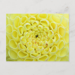 Carte Postale Dahlia