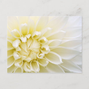Carte Postale Dahlia blanche