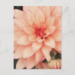 Carte Postale Dahlia Delicate