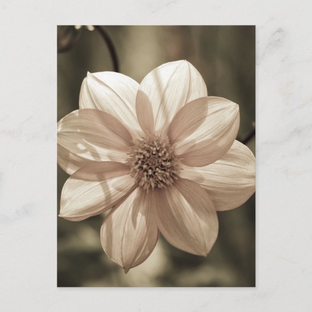 Carte Postale Dahlia ensoleillé (Devant)