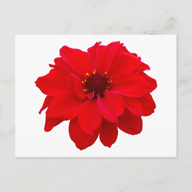 Carte Postale Dahlia - Évêque de Llandaff (Devant)