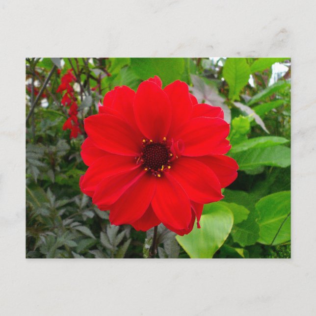 Carte Postale Dahlia - Evêque de Llandaff (Devant)