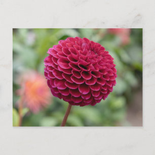 Carte Postale Dahlia Fuschia