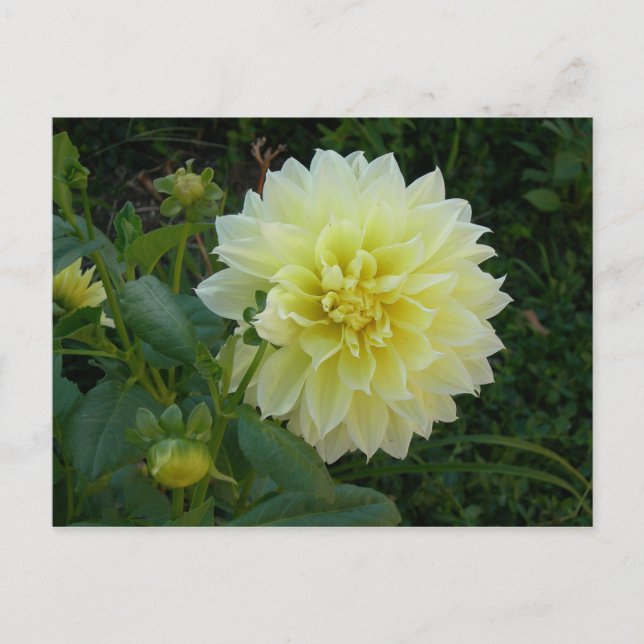Carte Postale Dahlia Jaune Douce (Devant)