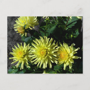 Carte postale Dahlia Lakeview Glow #1