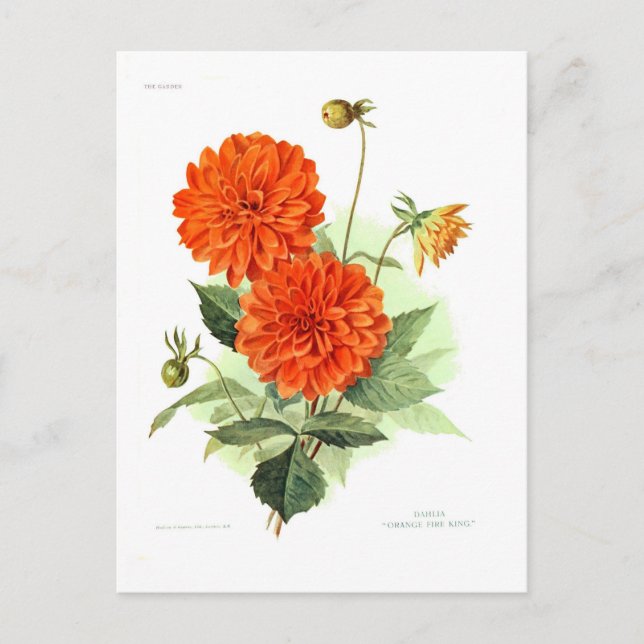 Carte Postale Dahlia 'Orange Fire King' (Devant)