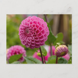 Carte Postale Dahlia rose