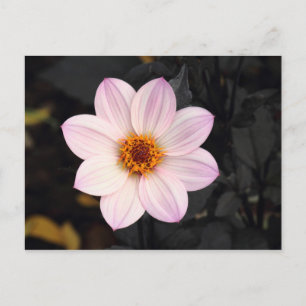 Carte Postale Dahlia rose