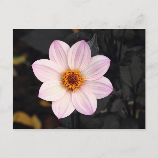 Carte Postale Dahlia rose (Devant)