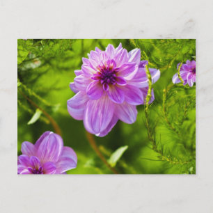 Carte Postale Dahlia Rose Fantaisie