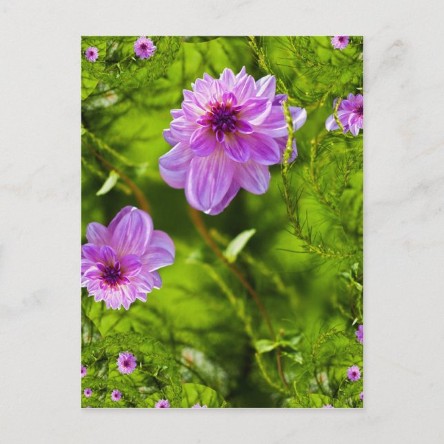 Carte Postale Dahlia Rose Fantaisie (Devant)