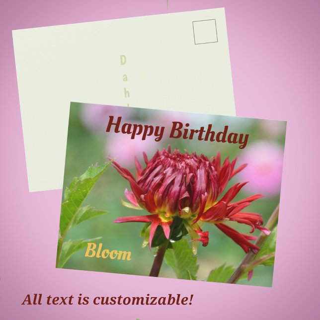 Carte Postale Dahlia rouge prêt à fleurir Naissance photographiq (Créateur téléchargé)