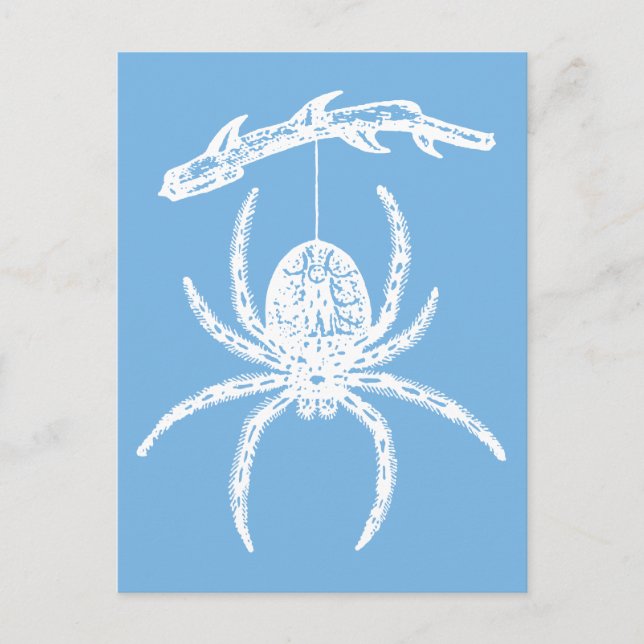 Carte postale Dainty Blue Spider (Devant)