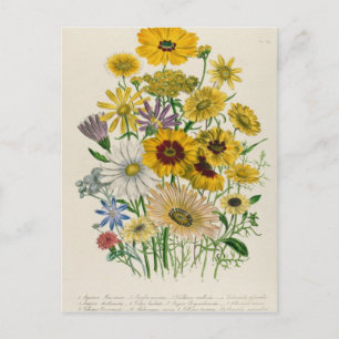 Carte Postale Daisies, assiette 31 de "The Ladies"