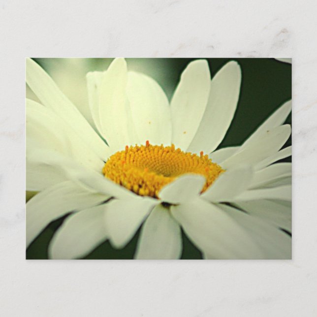 Carte postale Daisy (Devant)