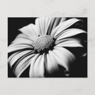 Carte Postale Daisy