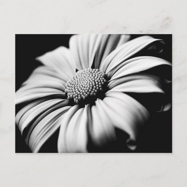 Carte Postale Daisy (Devant)