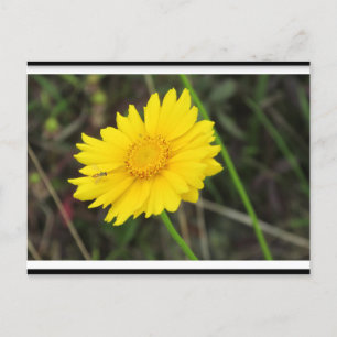 Carte Postale Daisy avec Bee Postcard