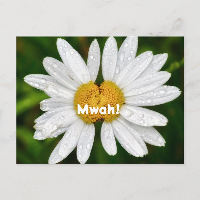 Carte Postale Daisy Baisers Anniversaire Saint Valentin Amour Ca (Devant)