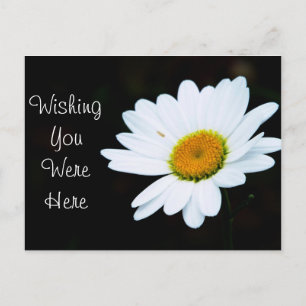 Carte postale Daisy - Customisez-le
