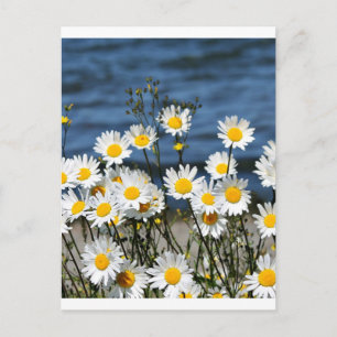 Carte Postale Daisy-Daisy