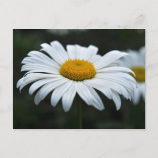 Carte Postale Daisy - Face vers le haut
