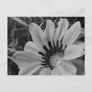 Carte postale Daisy Flower