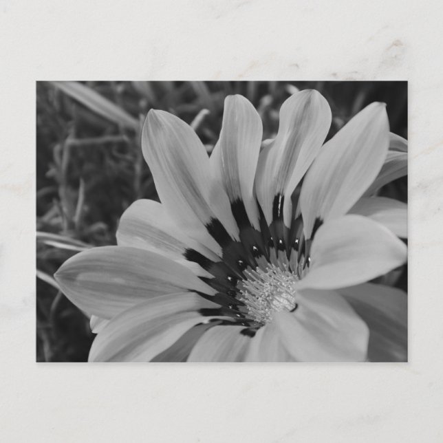 Carte postale Daisy Flower (Devant)
