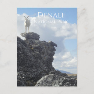 Carte Postale Dall Sheep Atop Mount Wright, Denali NP, Alaska