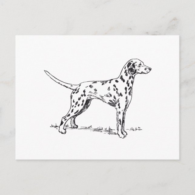 Carte Postale Dalmatien (Devant)